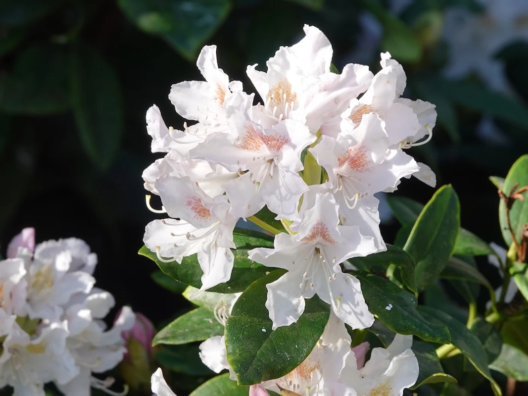 Cunningham's White